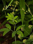 Yellow pimpernel